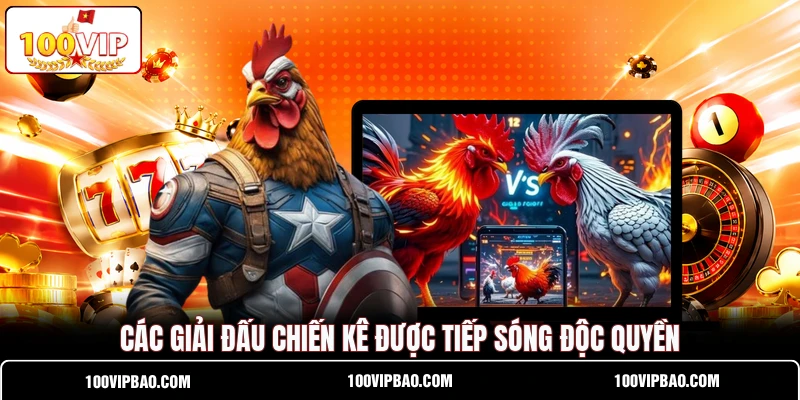 Các giải đấu chiến kê được tiếp sóng độc quyền