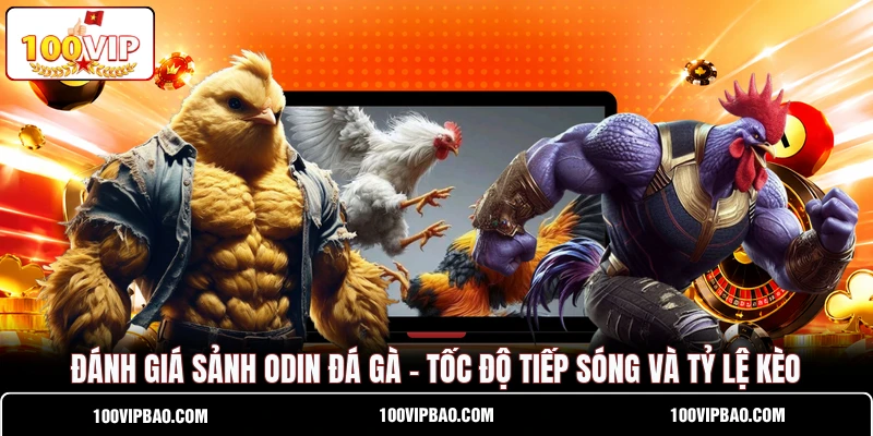 Đánh Giá Sảnh Odin Đá Gà - Tốc Độ Tiếp Sóng Và Tỷ Lệ Kèo